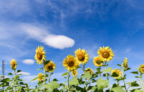 beautiful sunflower on blue sky background 