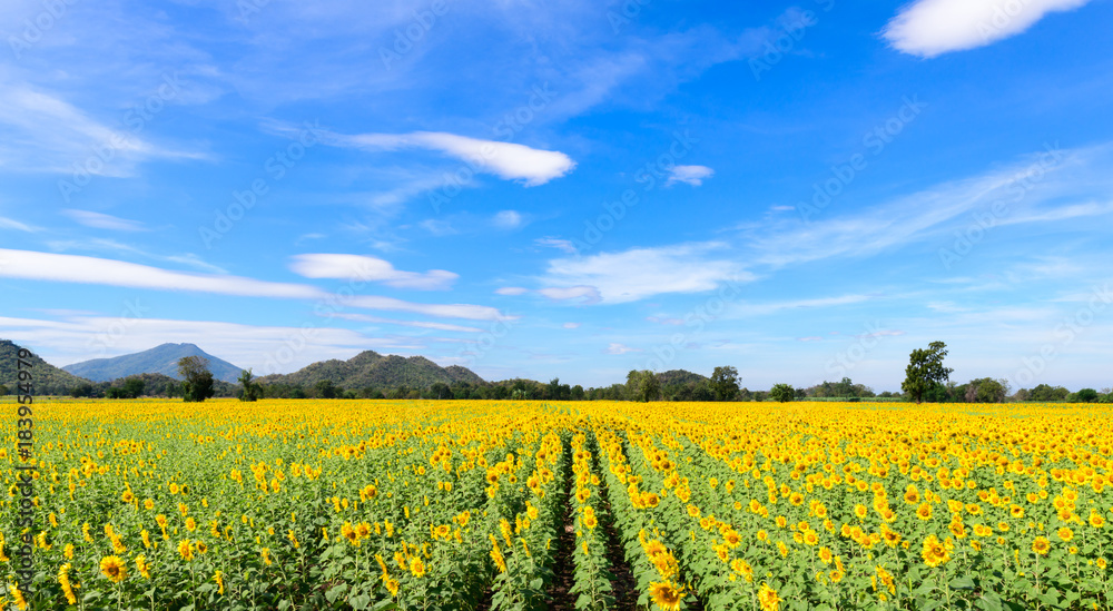 beautiful sunflower fields with cloudy and blue sky