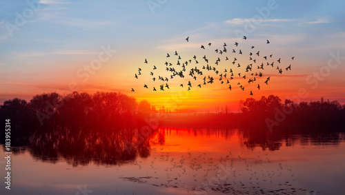 Birds silhouettes flying above the lake against sunset