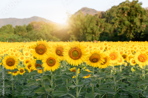 beautiful sunflower fields with sunrise