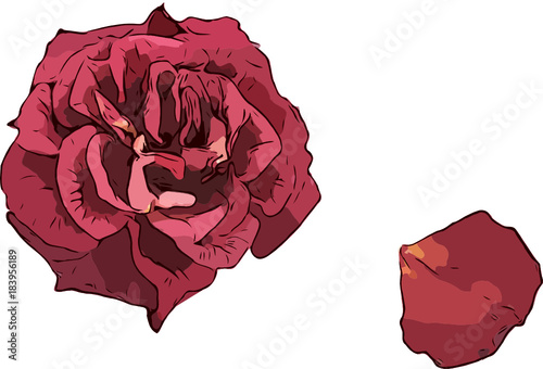 Rote Rose