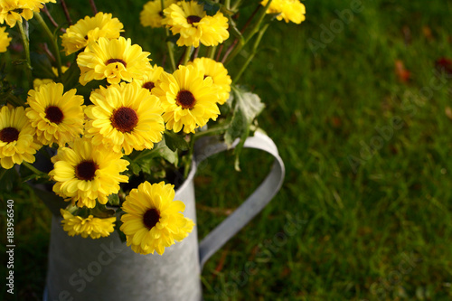 Yellow chrysanthemum flowers in a metal jug