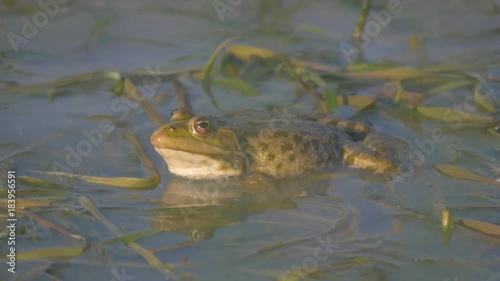 Toad sits in the swamp and sings. Marriage season