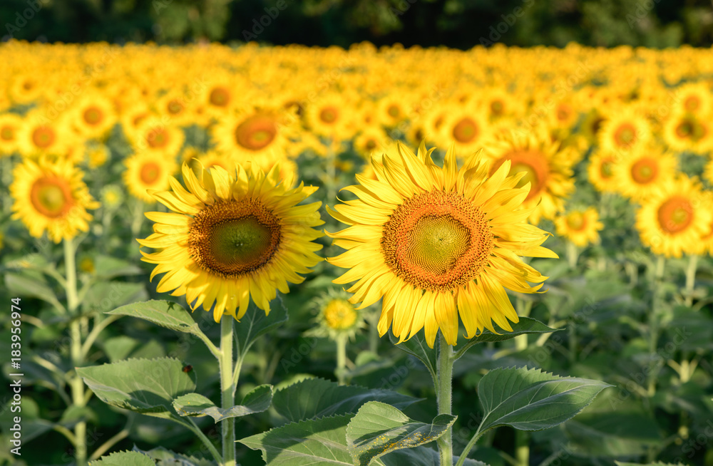 beautiful sunflower fields on morning, The Famous