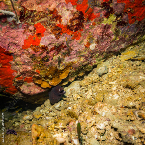Moray
