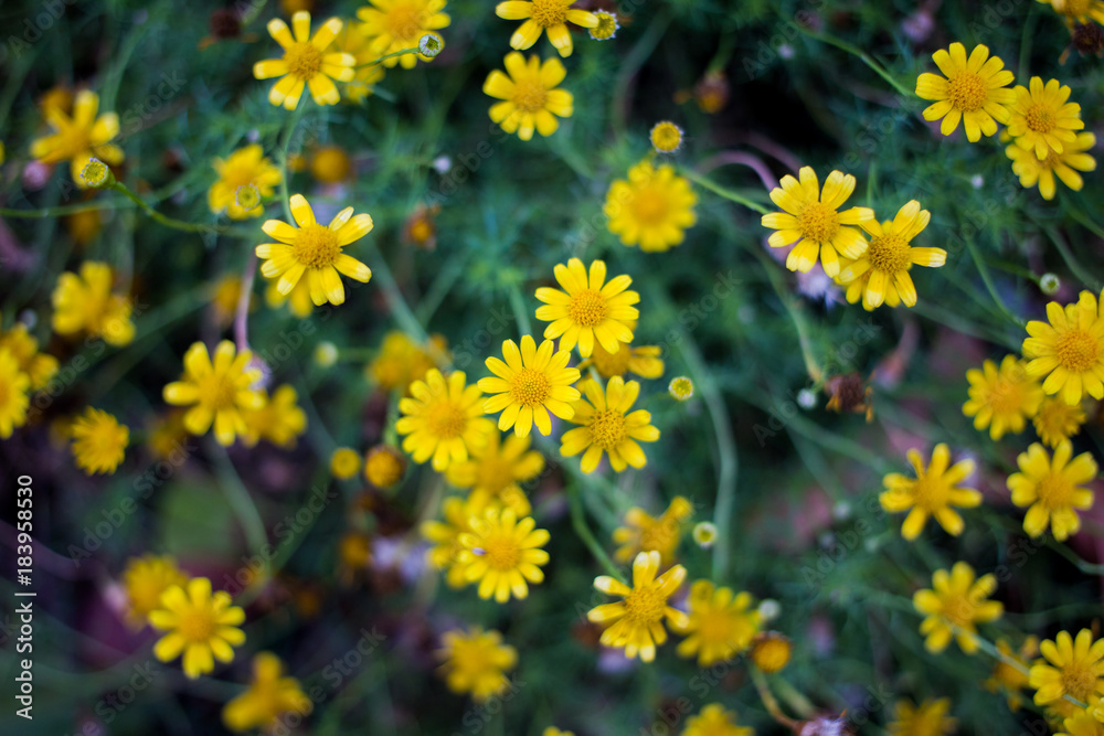 Photograph of yellow small flowers field. Photograph of yellow small flowers field.