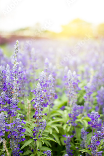 Beautiful lavenders close up in the garden with blurred larvender field background.