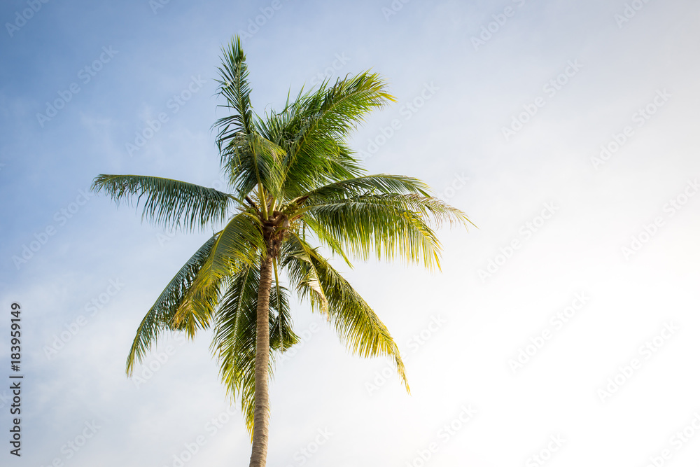 Obraz premium Big coconut tree on the blue sky during moring sun lighting.