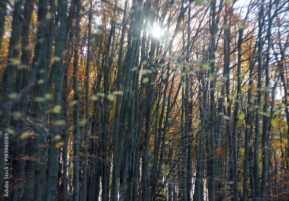 Trees in the autumn forest, sun rays Trees in the autumn forest, sun rays