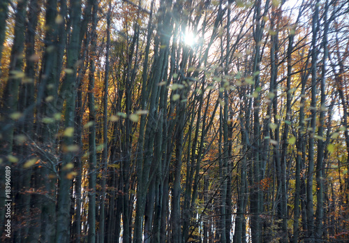 Trees in the autumn forest, sun rays