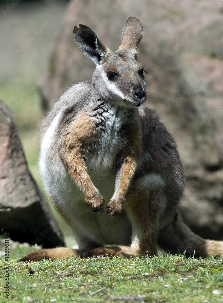 Yellow-footed rock wallaby. Latin name - Petrogale xanthopus