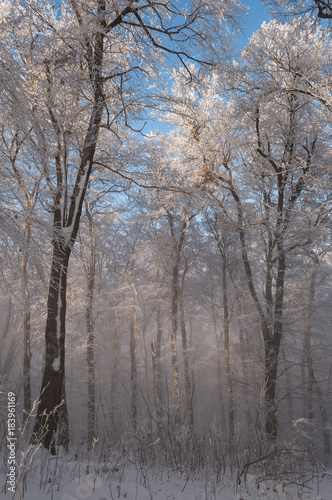 blue bright light in winter frozen landscape  godly heaven light beam in nature