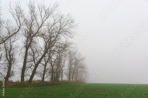 A line of trees on the edge of a field of green shoots is lost in a thick fog