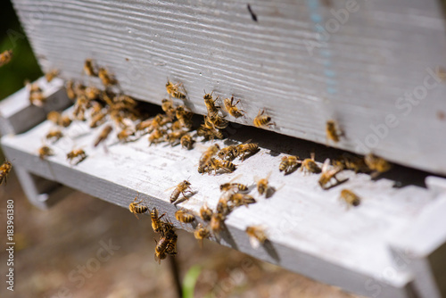 Bees on beehive