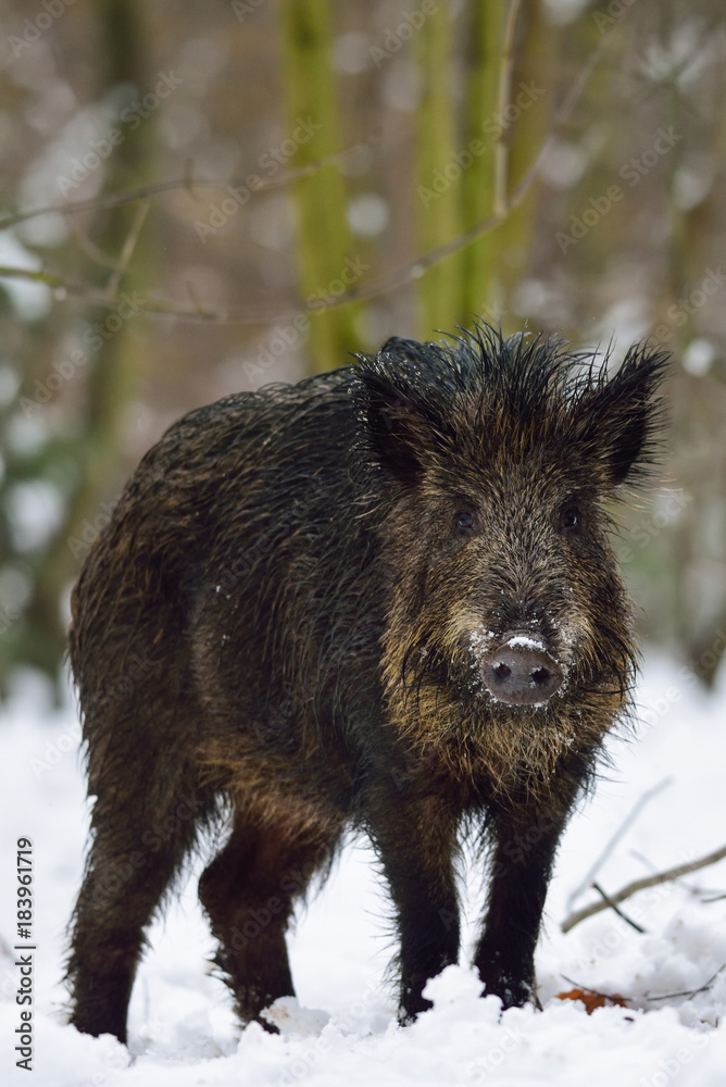 Wildschwein im Wald, Schwarzwild Winter Wildschwein im Wald, Schwarzwild Winter