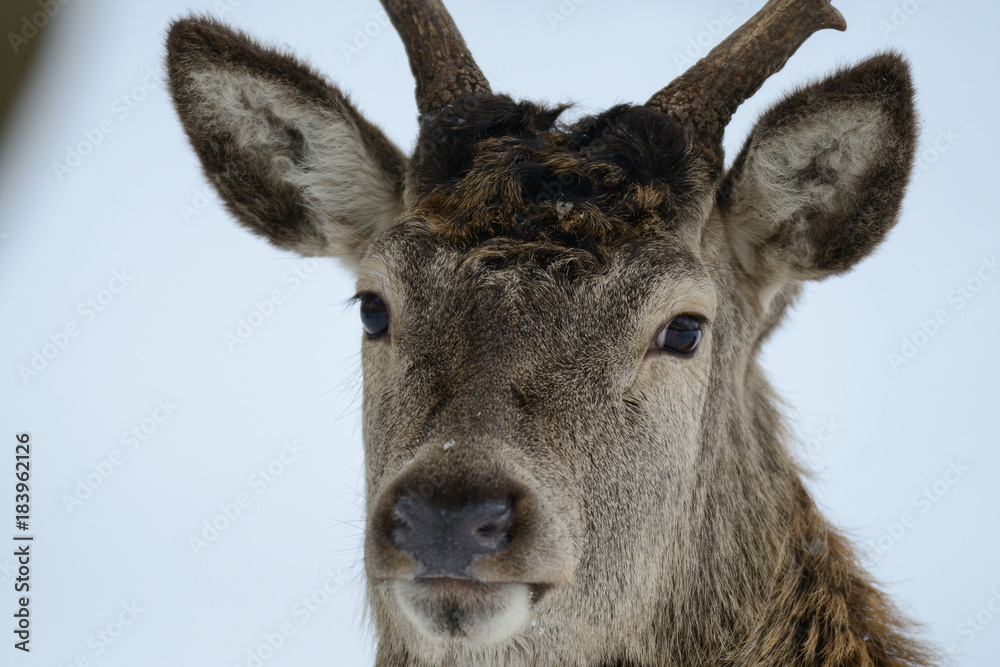 Rothirsch Kopf Portrait, Winter, Rotwild, (cervus elaphus) Rothirsch Kopf Portrait, Winter, Rotwild, (cervus elaphus)