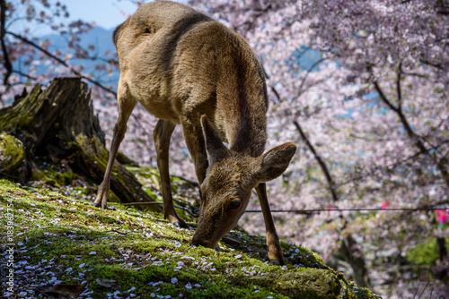 Cherey blossom in Japan