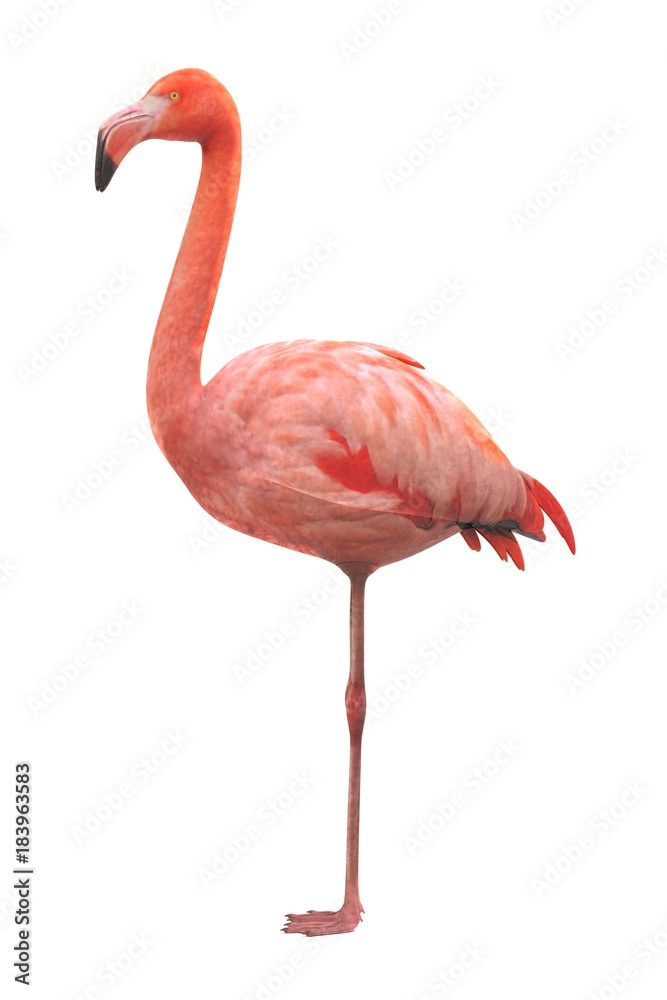 Fototapeta premium realistic 3d render of american flamingo