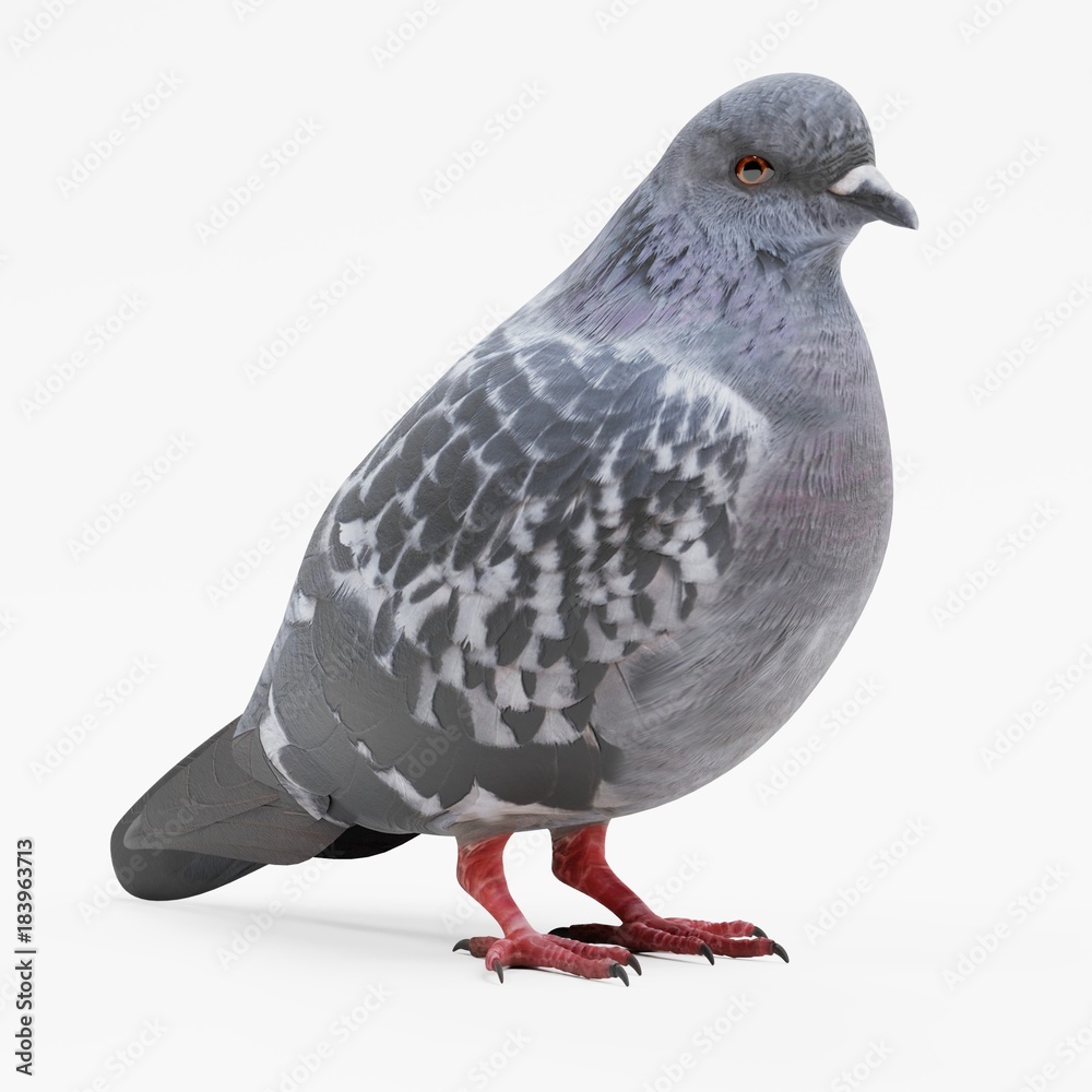 Naklejka premium Realistic 3D Render of Pigeon