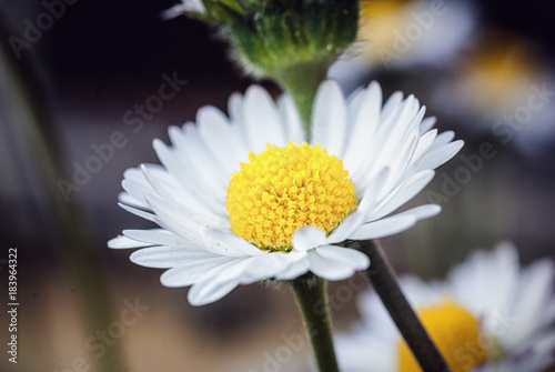 sunny daisy