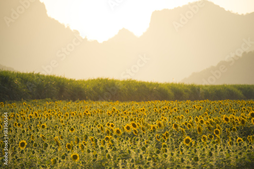 Sunflower field with mountain in summer time background.