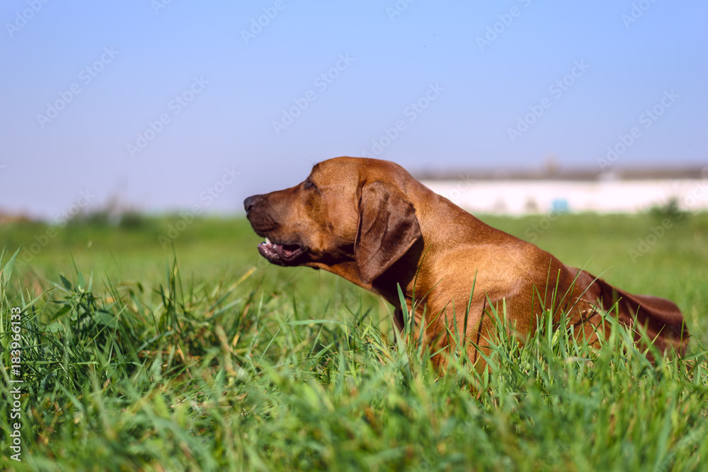 A portrait of Rhodesian Ridgeback on the grass