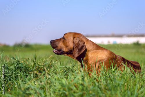 A portrait of Rhodesian Ridgeback on the grass