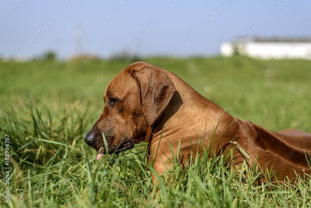 A portrait of Rhodesian Ridgeback on the grass A portrait of Rhodesian Ridgeback on the grass