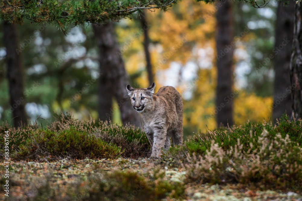 Fototapeta premium Adult Male Cougar (Puma concolor) Paw Forward on Rock - captive anima