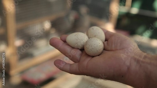 eggs mountain partridges in the hands of the man at the farm photo