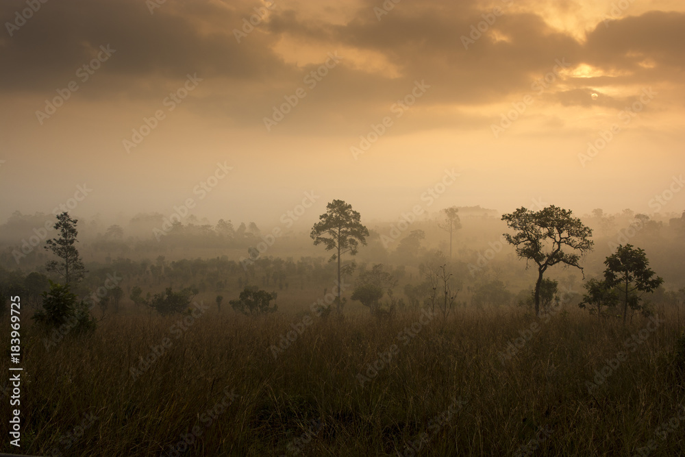 Tropical forest sunset cloudy warm tone background. Tropical forest sunset cloudy warm tone background.