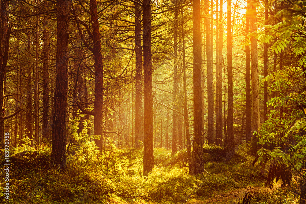 Fototapeta premium Forest on a sunny day