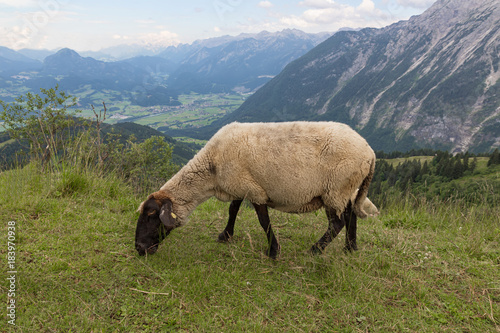 View from Rossfeld panorama road with sheep grazing at the mountain ridge between Germany and Austria
