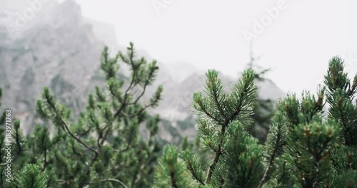 Close-up pine trees and the background perfect mountains landscape. photo