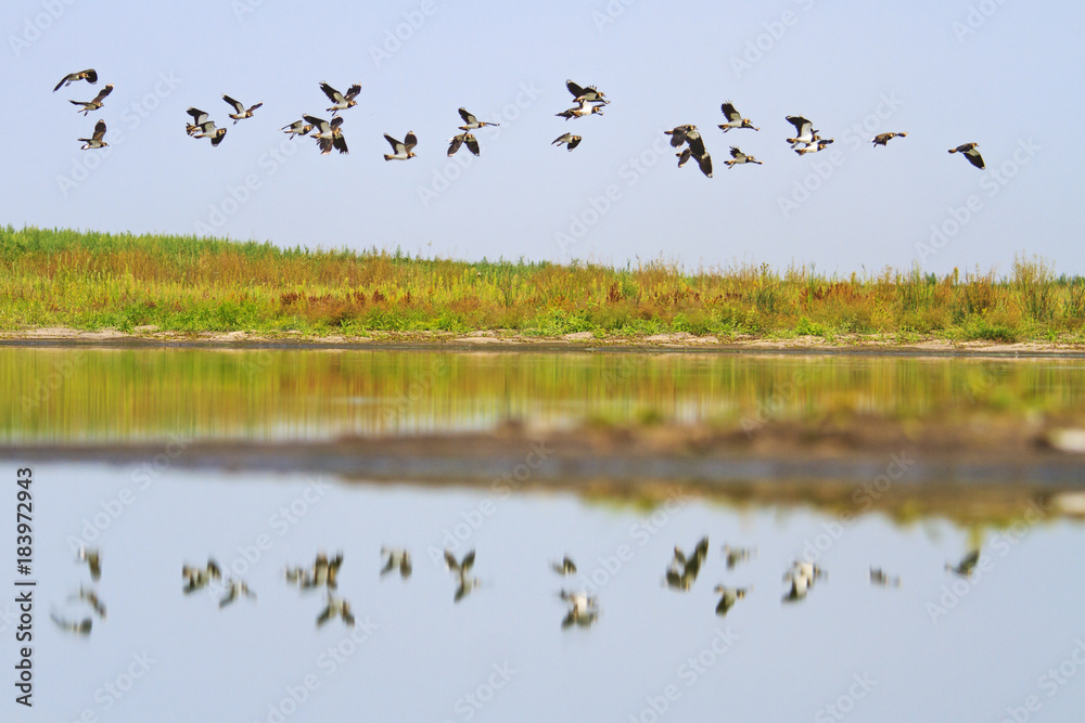 flock of birds flying over the mirror of the lake