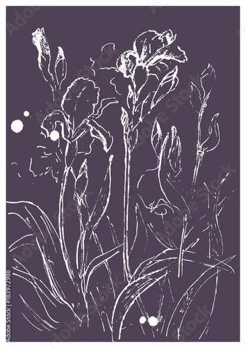 Fototapeta Naklejka Na Ścianę i Meble -  Irises