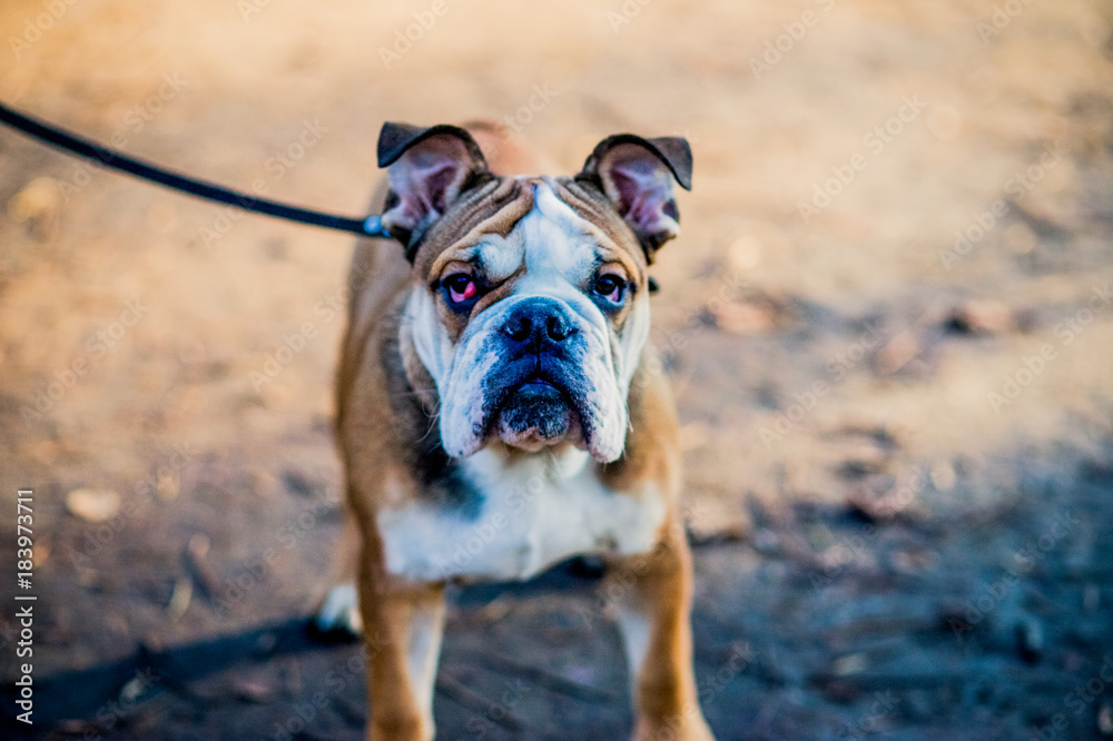 Dog walking in the park