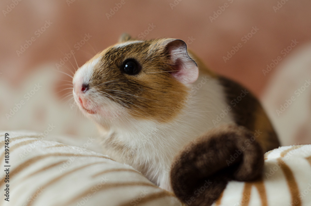 Little guinea pig is looking forward Little guinea pig is looking forward