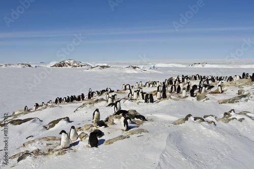 A colony of Adelie penguins(pygoscelis adeliae)on an island in East Antarctica