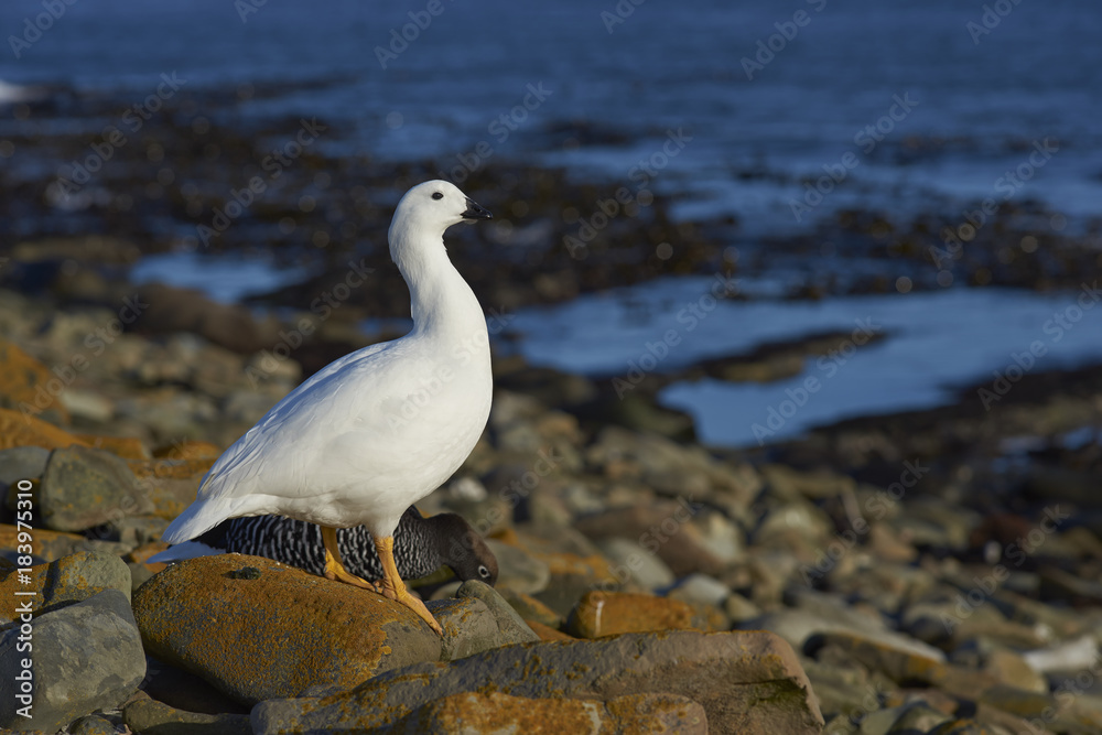 Pair of Kelp Geese (Chloephaga hybrida malvinarum) on the rocky coast of Sea Lion Island in the Falkland Islands.