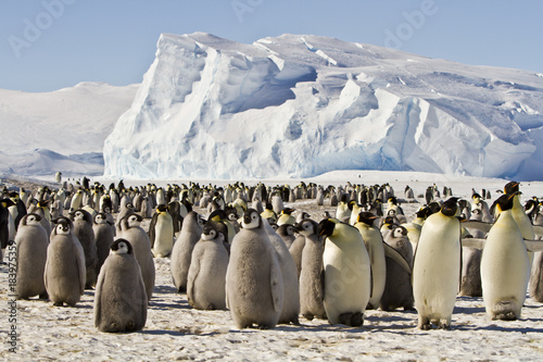 Billede på lærred A colony of Emperor penguins(aptenodytes forsteri)colony on the ice of Davis sea