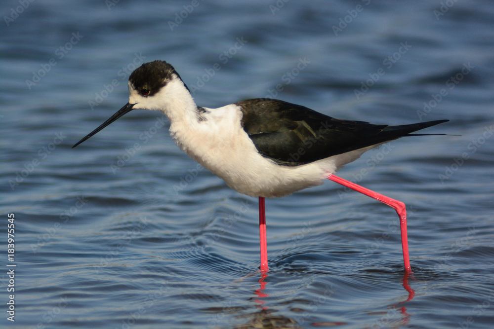 ritratto di Cavaliere d'Italia,profilo su sfondo acqua bassa dello stagno,Himantopus himantopus ritratto di Cavaliere d'Italia,profilo su sfondo acqua bassa dello stagno,Himantopus himantopus