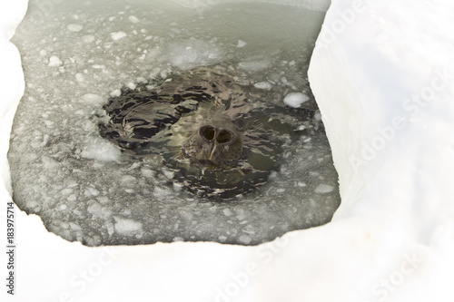 Weddell seal(leptonychotes weddellii)peeking out of hole in ice in the Davis sea,Eastern Antarctica photo