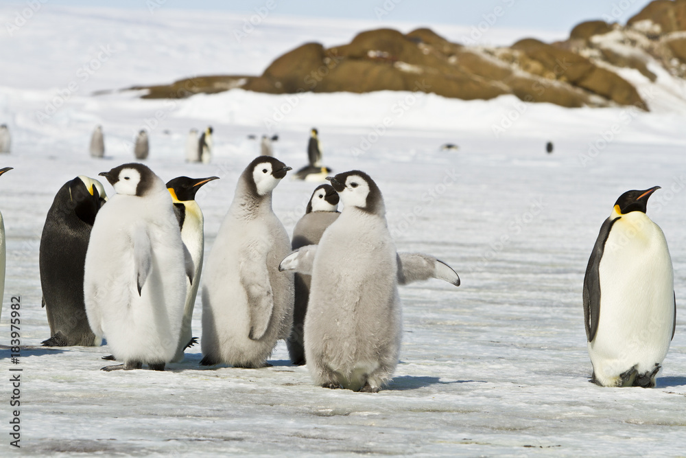 Fototapeta premium Chick the Emperor penguin(aptenodytes forsteri)colony on the ice of Davis sea,Eastern Antarctica