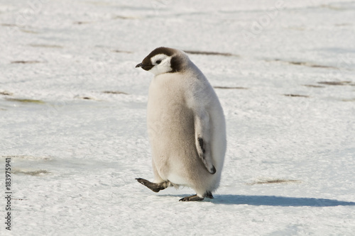 Chick the Emperor penguin aptenodytes forsteri colony on the ice of Davis sea Eastern Antarctica