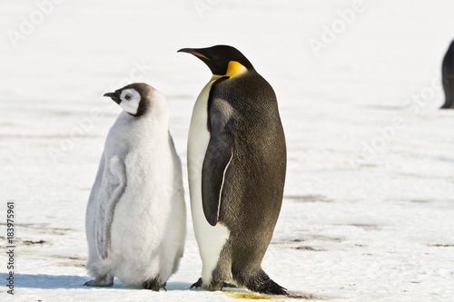 Chick the Emperor penguin aptenodytes forsteri colony on the ice of Davis sea Eastern Antarctica