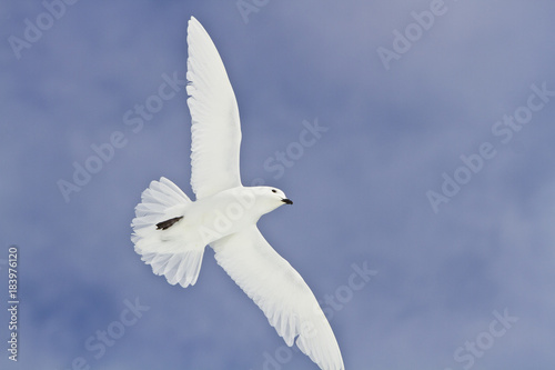 Snow Petrel(pagodroma nivea)in flight in the skies of Antarctica photo