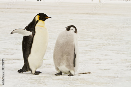 Chick the Emperor penguin aptenodytes forsteri colony on the ice of Davis sea Eastern Antarctica