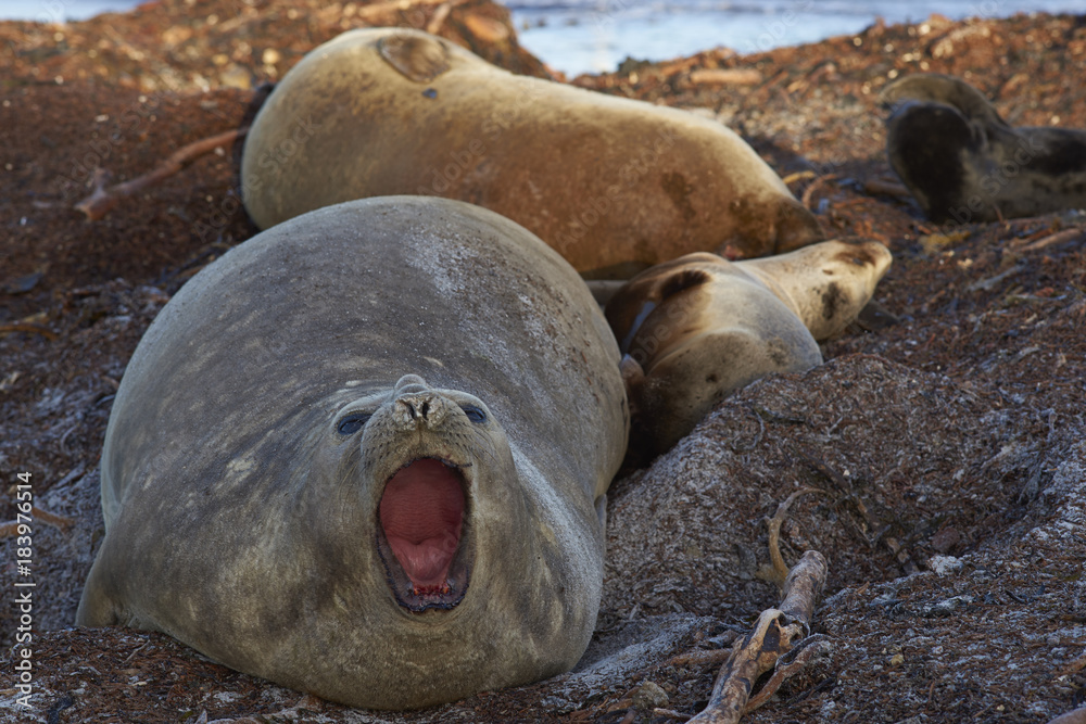 Southern Elephant Seal (Mirounga leonina) on a kelp strewn beach on Sea Lion Island in the Falkland Islands. Unusually, a young Southern Sea Lion (Otaria flavescens) is lying close by. Southern Elephant Seal (Mirounga leonina) on a kelp strewn beach on Sea Lion Island in the Falkland Islands. Unusually, a young Southern Sea Lion (Otaria flavescens) is lying close by.