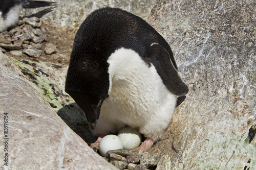 Fototapeta Naklejka Na Ścianę i Meble -  The Adelie penguin on the nest,East Antarctica